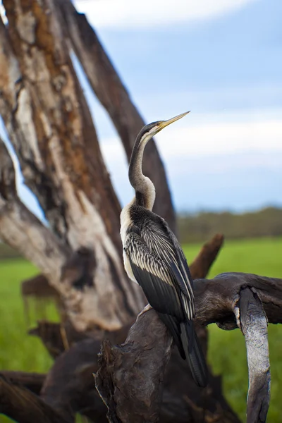 La vie des oiseaux dans le parc national de Kakadu — Photo