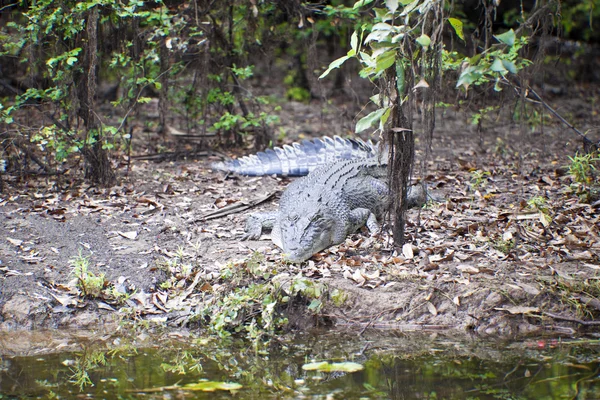 Large Crocodile — Stock Photo, Image
