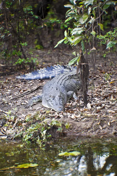 stock image Large Crocodile