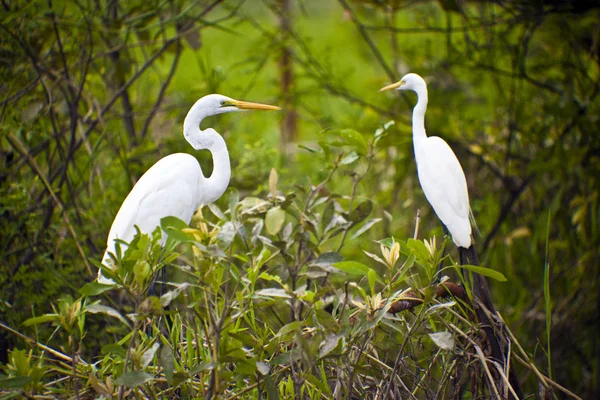 Życie ptaków Parku Narodowego kakadu — Zdjęcie stockowe