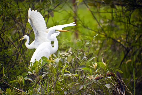 Vida de las aves en el Parque Nacional de Kakadu —  Fotos de Stock