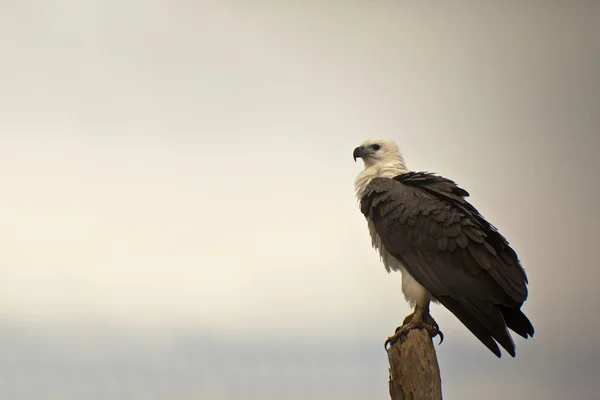 Mooie eagle — Stockfoto