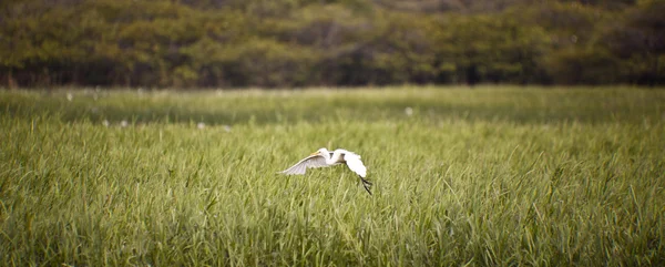 カカドゥ国立公園内の鳥の生活 — ストック写真