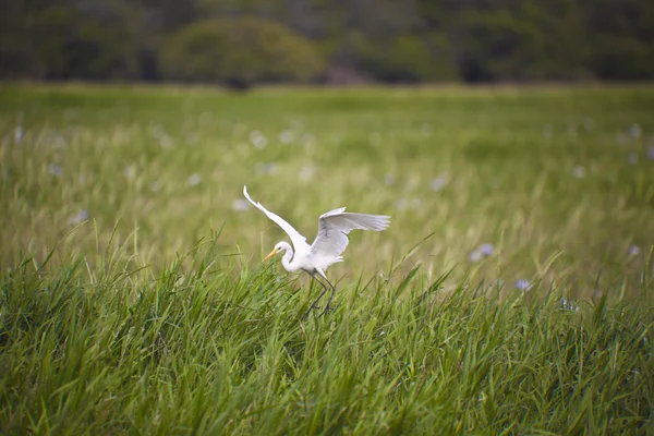 La vie des oiseaux dans le parc national de Kakadu — Photo