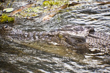 Large Crocodile In The Water