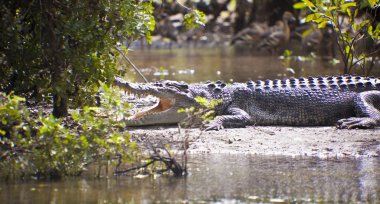 Large Crocodile clipart