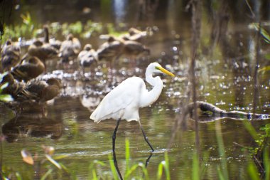 kakadu Ulusal Parkı kuş hayat