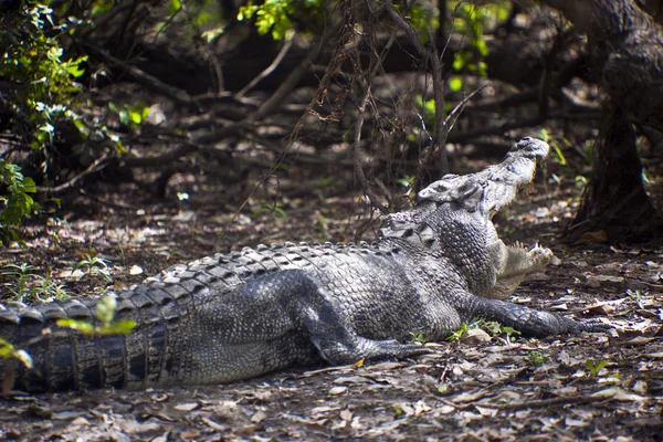 stock image Large Crocodile