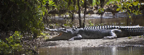 stock image Large Crocodile