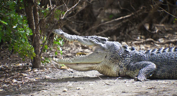 stock image Large Crocodile