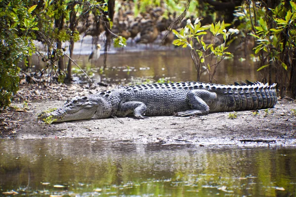 Grand crocodile — Photo