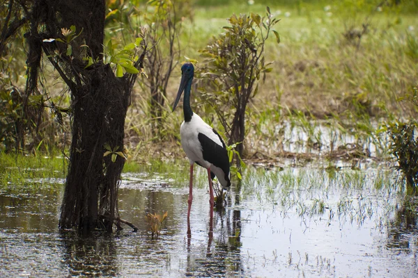 stock image Bird Life In Kakadu National Park