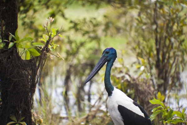 Vida de las aves en el Parque Nacional de Kakadu — Foto de Stock