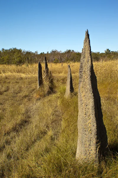 Termite Hills — Stock Photo, Image