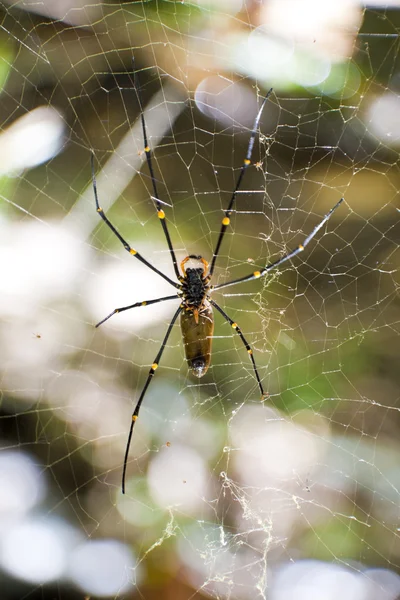 stock image Large Spider