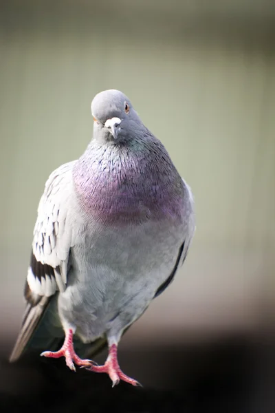 Lonely Pigeon — Stock Photo, Image