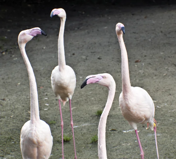 Flamingi — Zdjęcie stockowe