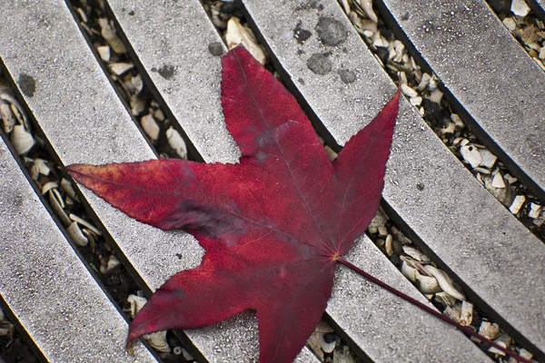 Padlý javorový list — Stock fotografie