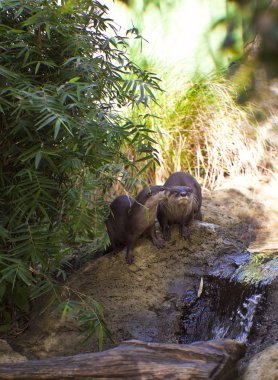 Beavers In The Woods clipart