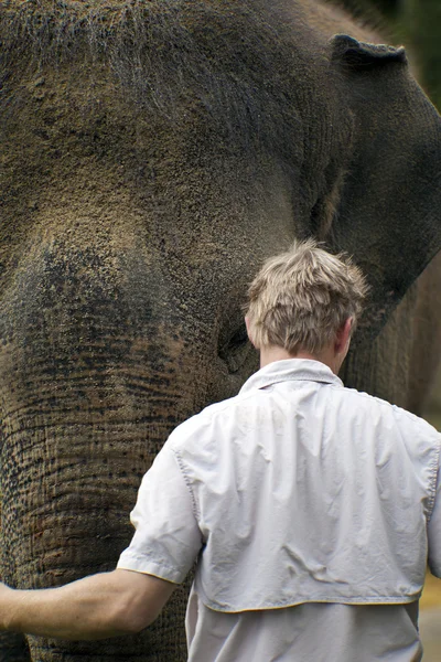 Szerelem elefánt — Stock Fotó