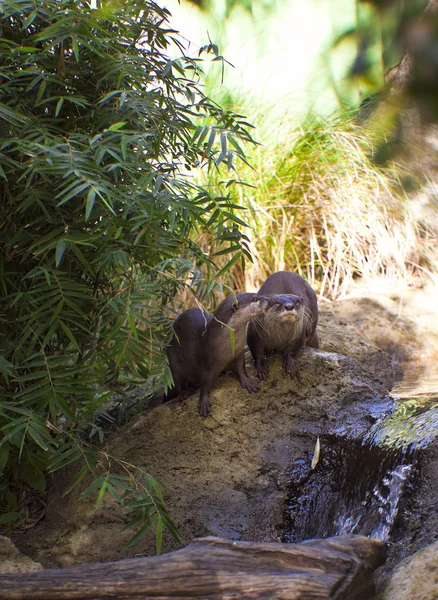 Beavers no bosque — Fotografia de Stock