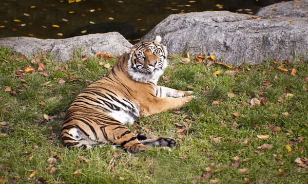 Majestuoso tigre — Foto de Stock