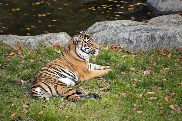 stock image Majestic Tiger