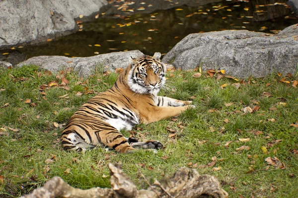雄大な虎 — ストック写真