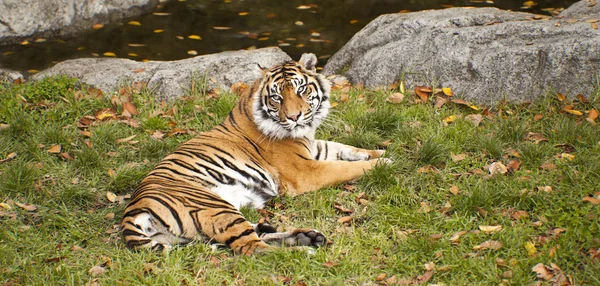 Majestätischer Tiger — Stockfoto