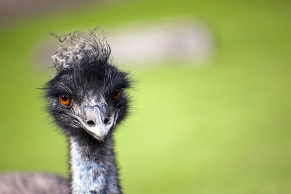 Curious Emu — Stock Photo, Image