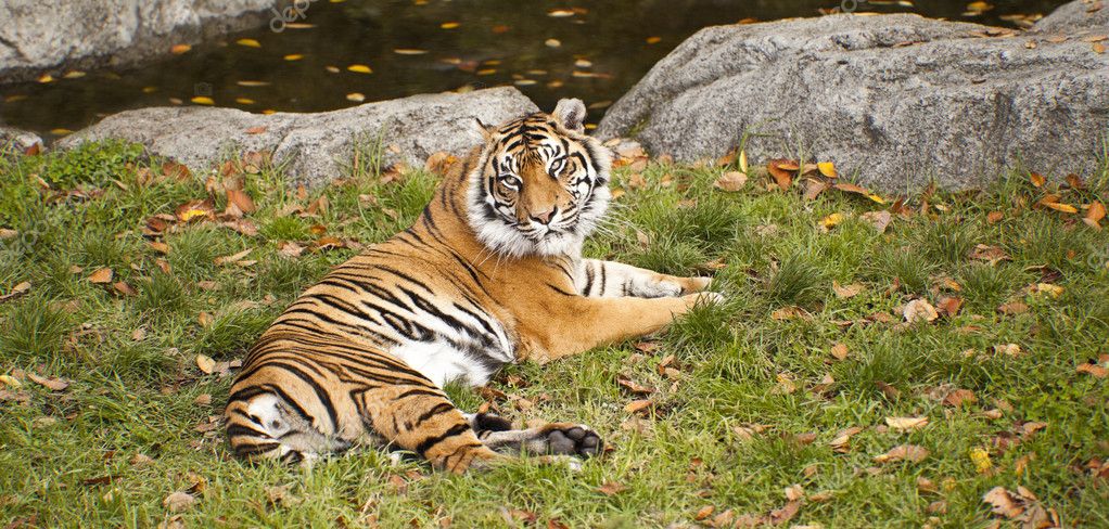 Majestic Tiger Stock Photo by ©Imagecom 11609166