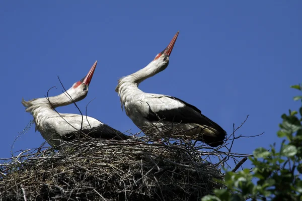 White Storks — Stock Photo, Image