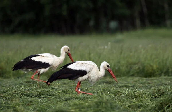 Storks on the meadow — Stock Photo, Image