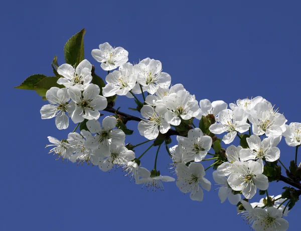 Primavera no pomar — Fotografia de Stock