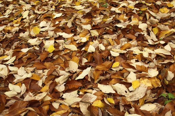 stock image Autumn leaves