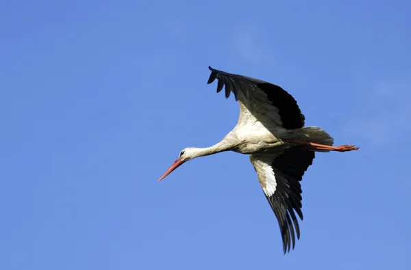 White Stork — Stock Photo, Image