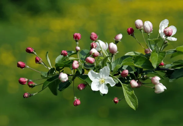 Meyve bahçesinde bahar — Stok fotoğraf