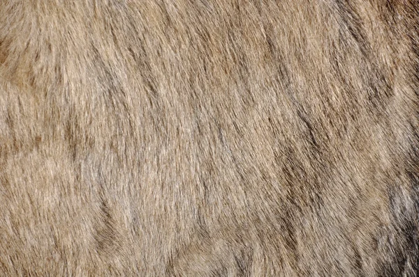 당나귀의 피부 — 스톡 사진