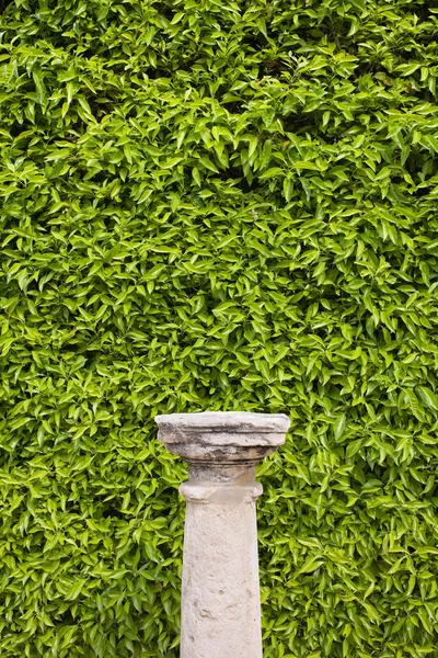Column Pedestal and Living Wall — Stock Photo, Image