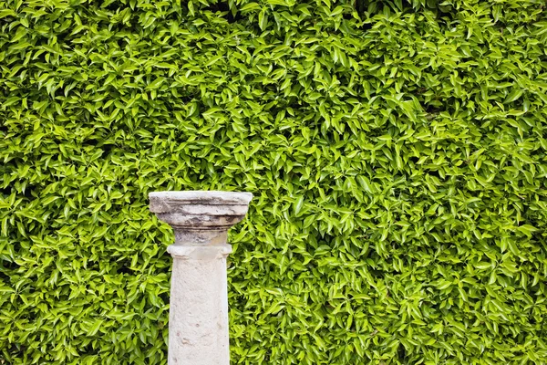 Hedge bakgrund och kolumn piedestal — Stockfoto