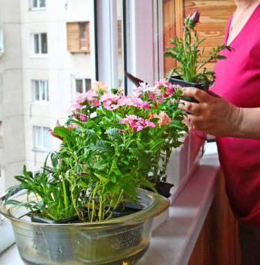 Mevsimlik çiçekli balkon