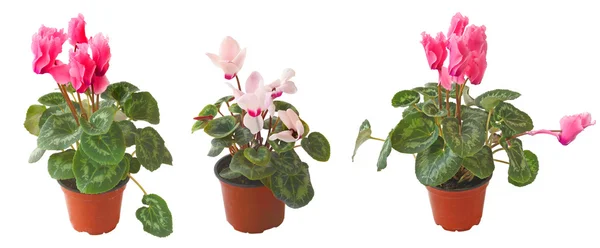 Set cyclamens on a white background is isolated – stockfoto