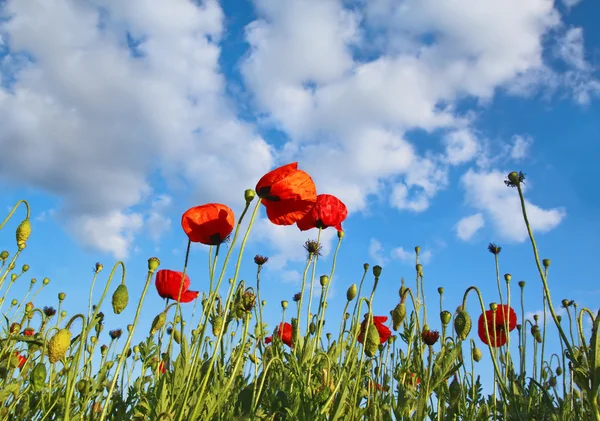 진한 파란색 하늘에 의해 아래 poppys 필드 — 스톡 사진