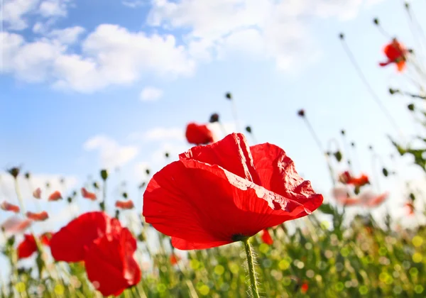Koyu mavi gökyüzü altında poppy ile alan — Stok fotoğraf