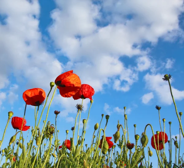 A mező poppys, sötét kék az ég alatt — Stock Fotó