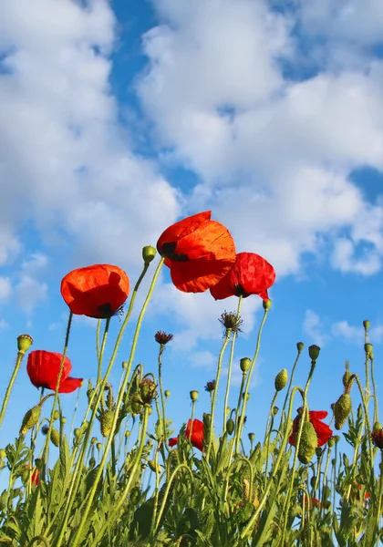 Veld met poppys onder donker blauw door sky — Stockfoto