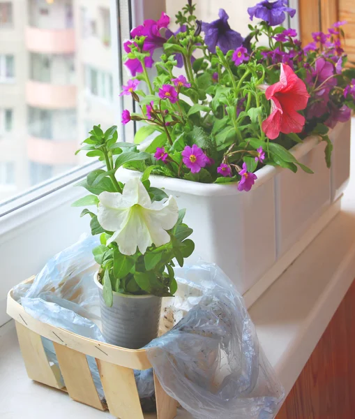Seasonal flowering of balcony — Foto Stock