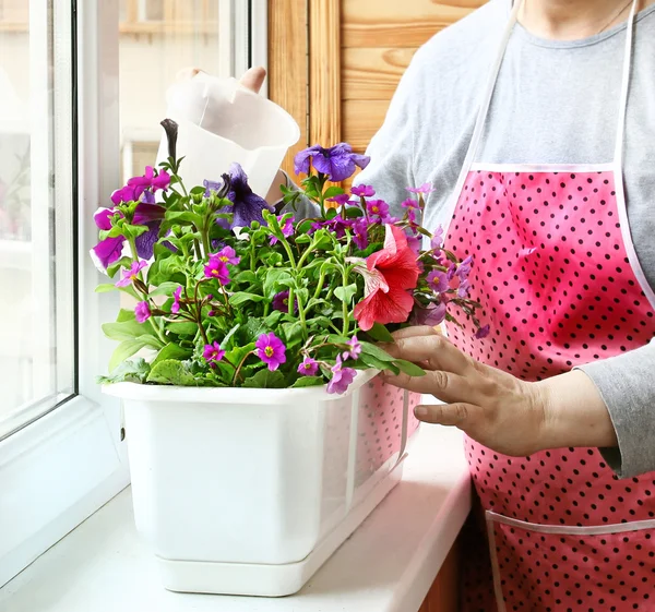 Womanish hands pour a petunia and primrose on a balcony — Stock Photo, Image