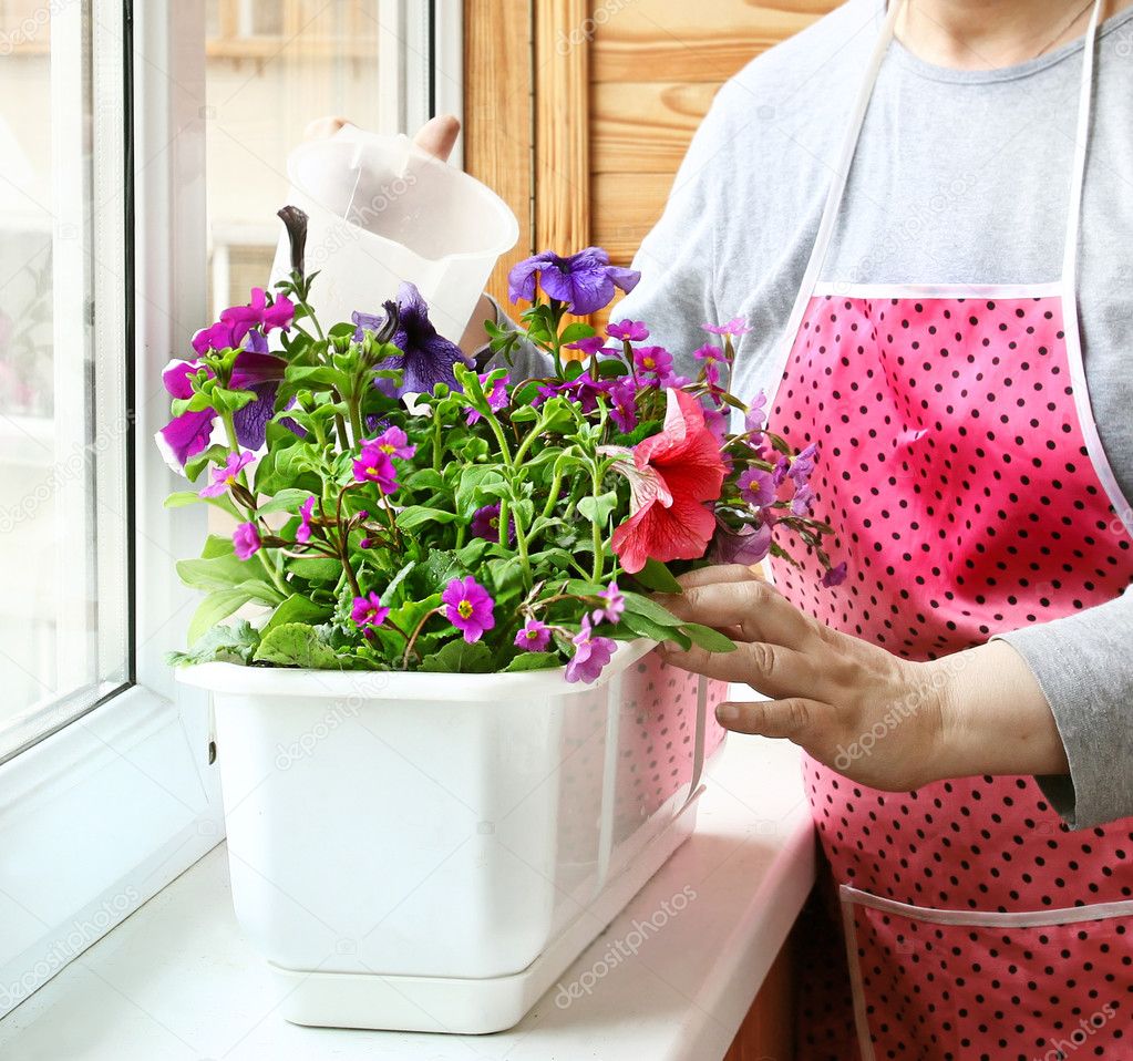 Womanish hands pour a petunia and primrose on a balcony