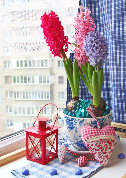 Beauty hyacinths on a window — Stock Photo, Image